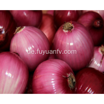 Runde frische rote Zwiebeln mit guter Qualität